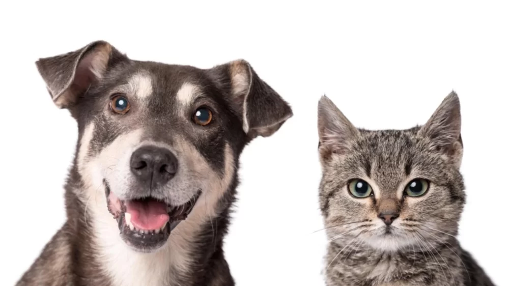 Effective Natural Flea Treatments for Puppies and Kittens to Keep Your Pets Safe
