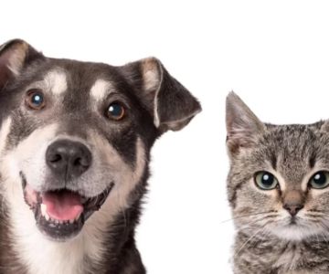 Effective Natural Flea Treatments for Puppies and Kittens to Keep Your Pets Safe