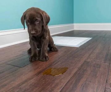 Effective Methods to Clean Pet Urine from Hardwood Floors and Protect Your Flooring