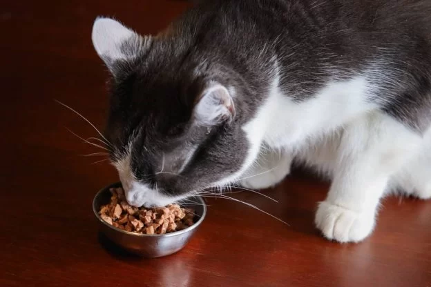 Nutritious Homemade Cat Food Recipes for Effective Weight Loss