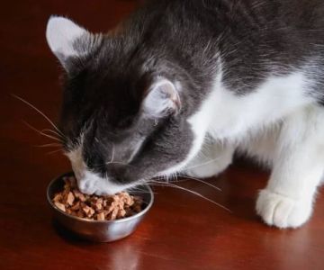 Nutritious Homemade Cat Food Recipes for Effective Weight Loss
