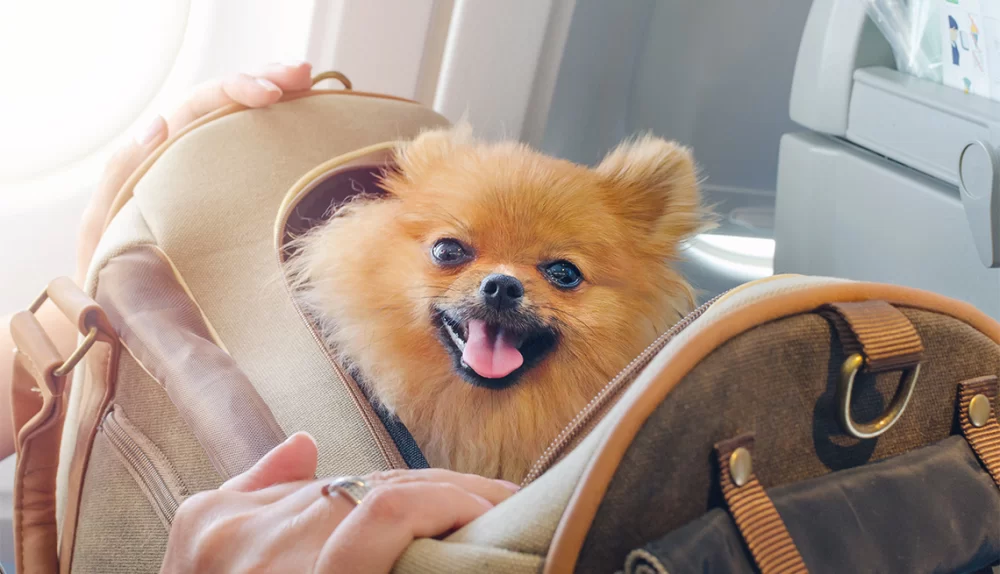Essential Tips for Traveling with Pets: What to Know Before You Go
