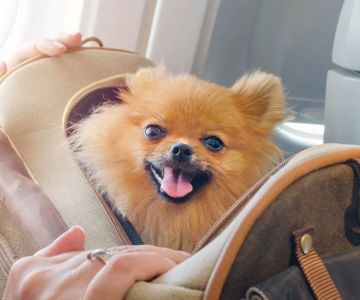 Essential Tips for Traveling with Pets: What to Know Before You Go