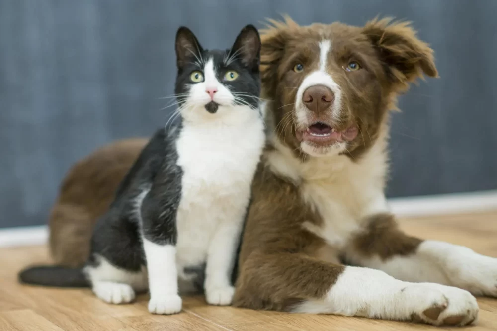 How to Deal with Your Pet’s Skin Infection: Treatment and Care Tips