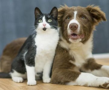 How to Deal with Your Pet’s Skin Infection: Treatment and Care Tips
