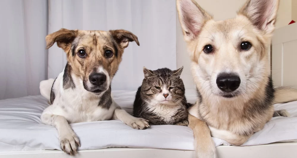 Effective Pet Stress Relief Techniques: How to Help Your Pet Feel Calm and Relaxed