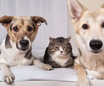Effective Pet Stress Relief Techniques: How to Help Your Pet Feel Calm and Relaxed