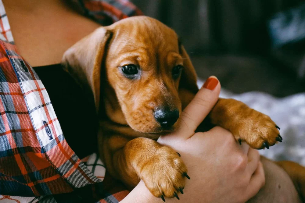 Best Tips for Adopting a New Pet: A Guide for First-Time Pet Owners