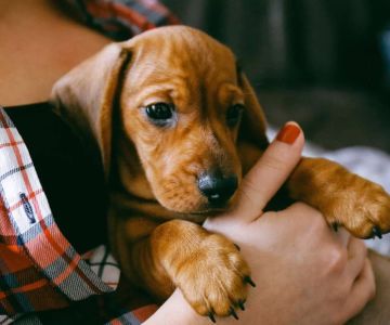 Best Tips for Adopting a New Pet: A Guide for First-Time Pet Owners