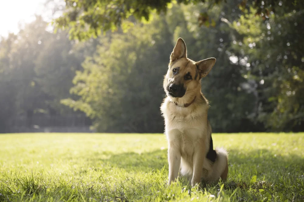 Understanding Pet Behavior and Health: A Guide to Caring for Your Pet