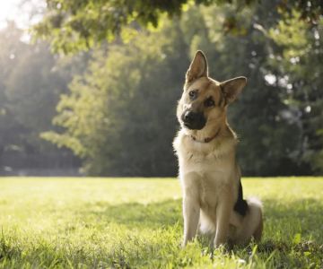 Understanding Pet Behavior and Health: A Guide to Caring for Your Pet