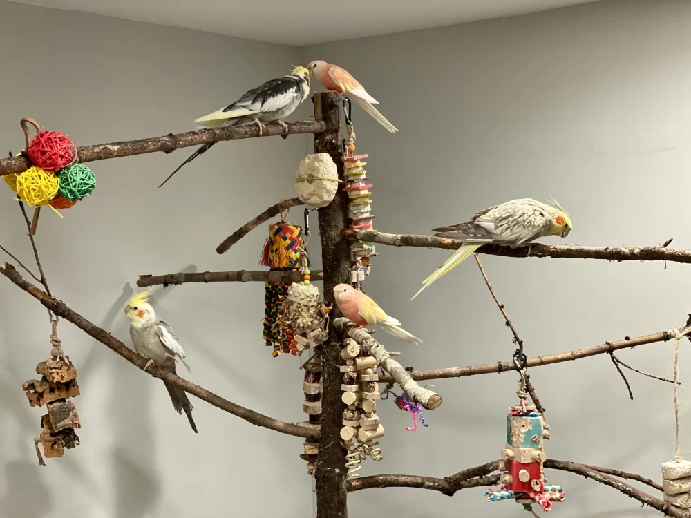 Homemade Bird Perches Ideas: Creative DIY Perches and Expert Tips for Happy Birds