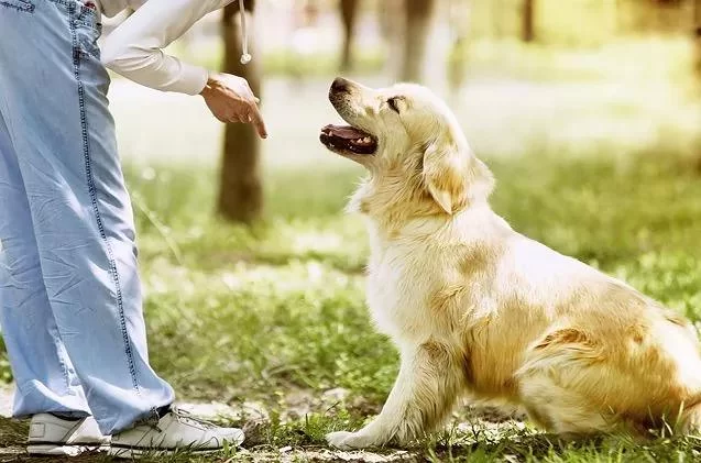 How to Train a Puppy to Sit: Expert Tips, Real Experiences, and Lasting Success