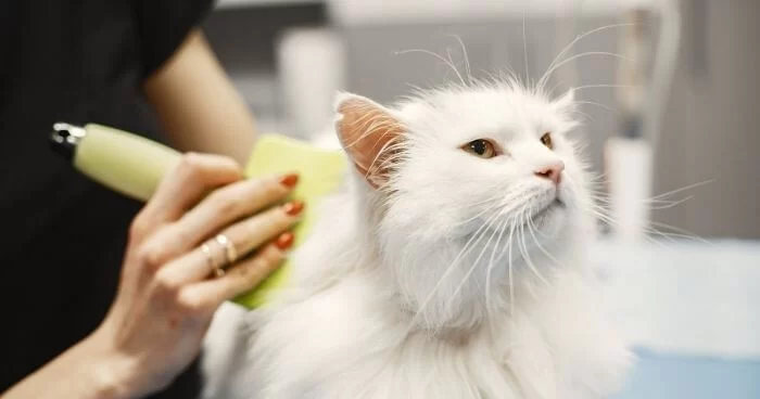 How to Groom a Cat with Matting and Long Fur: Professional Techniques and Real Stories