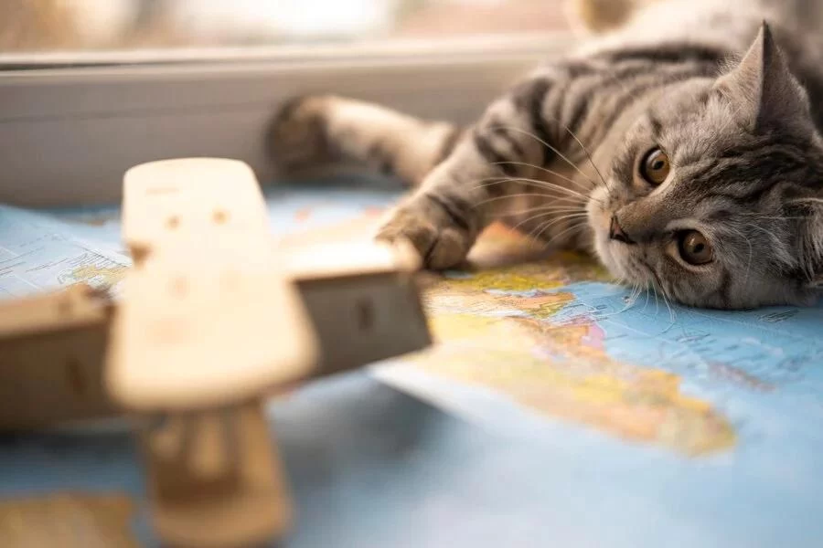 Best Toys for Cats Who Like to Hunt: Engaging Play Ideas and Real-Life Insights