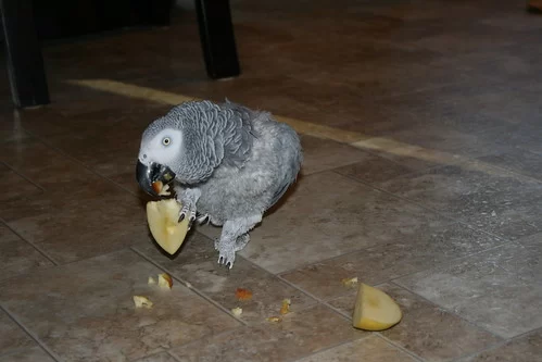 Homemade Treats for Birds with Feather Plucking: Nutritious Ideas and Real Stories