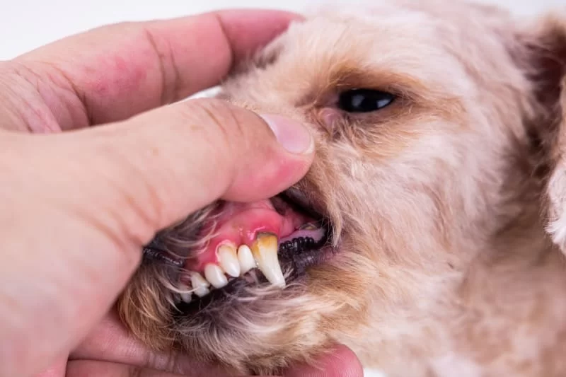 Signs of Dental Disease in Dogs: How to Spot and Prevent Dental Problems