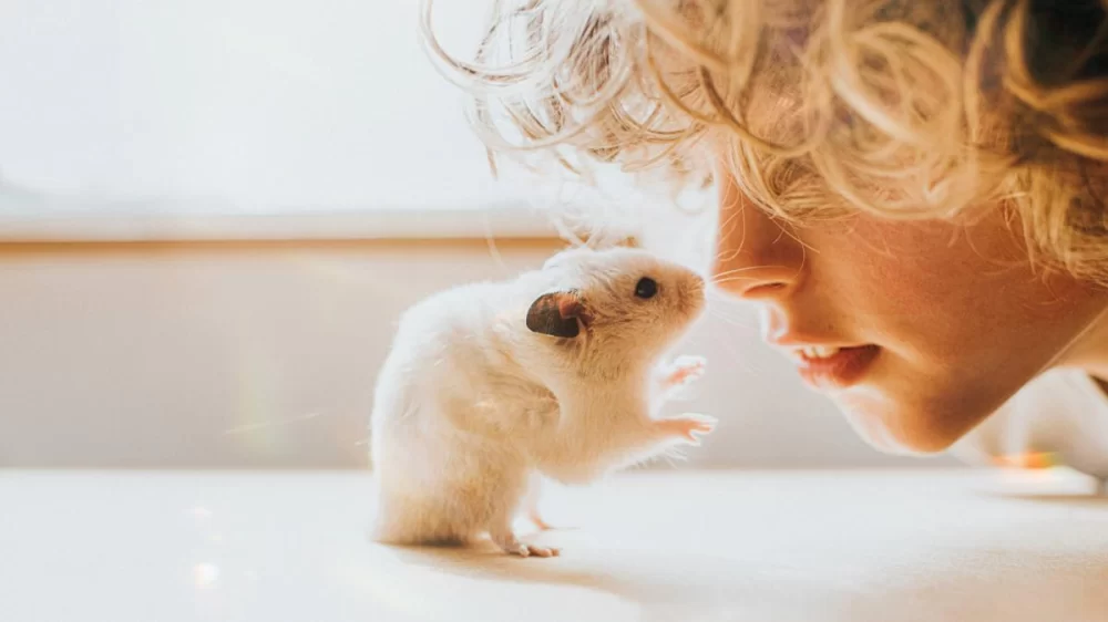 How to Clean a Hamster Cage and Keep It Odor-Free: Expert Advice and Real Solutions