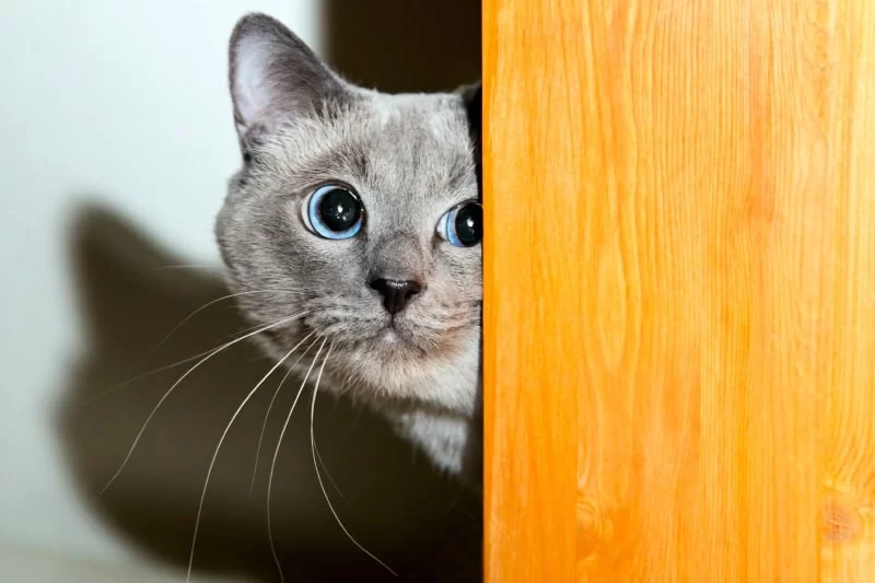 How to Socialize a Shy Cat and Build Confidence: Practical Steps and Real-Life Insights