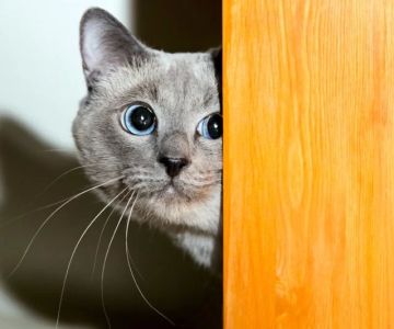 How to Socialize a Shy Cat and Build Confidence: Practical Steps and Real-Life Insights
