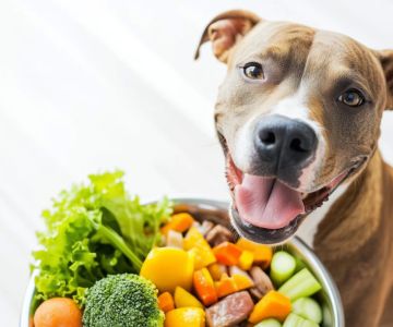 Homemade Dog Food for Dogs with Allergies and Sensitive Digestion: A Complete Guide
