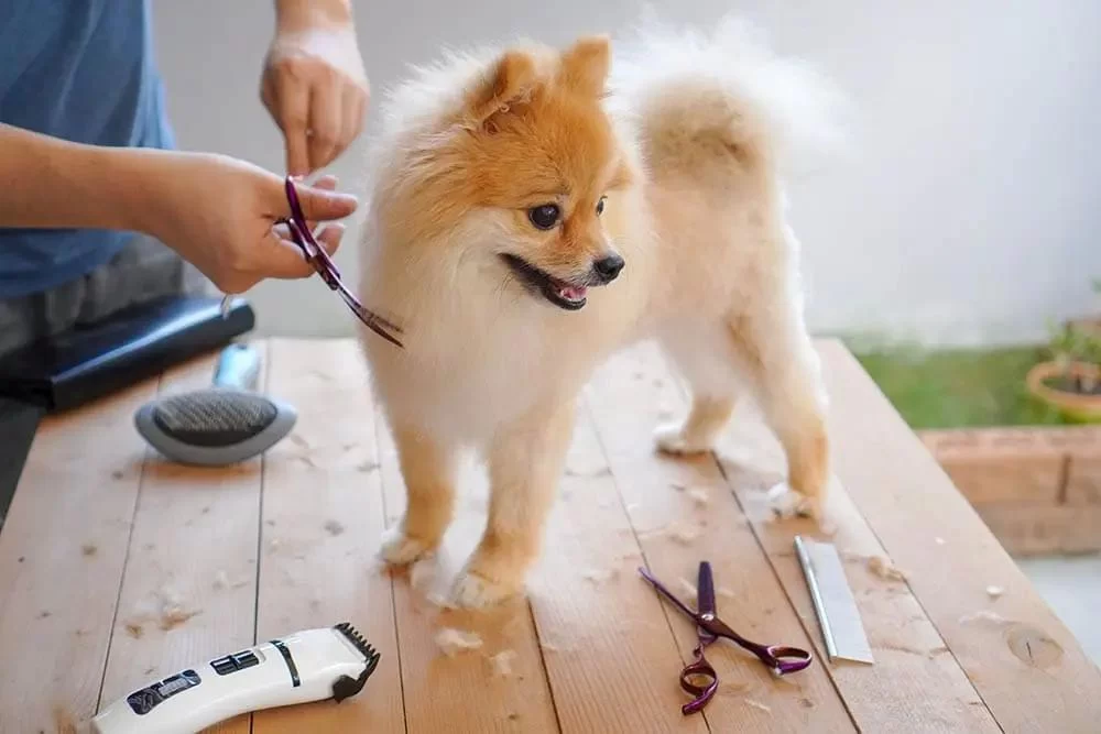How to Groom a Dog at Home Step by Step: Expert Tips and Real-Life Guidance