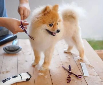 How to Groom a Dog at Home Step by Step: Expert Tips and Real-Life Guidance