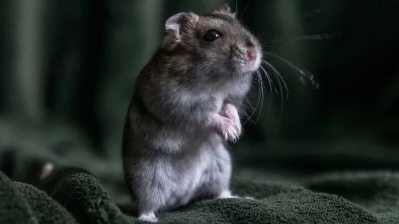 How to Clean a Hamster Cage and Keep It Odor-Free and Clean: Expert Tips and Real Stories
