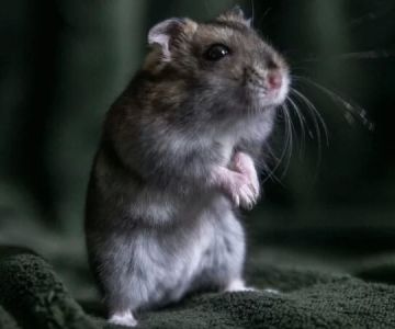 How to Clean a Hamster Cage and Keep It Odor-Free and Clean: Expert Tips and Real Stories
