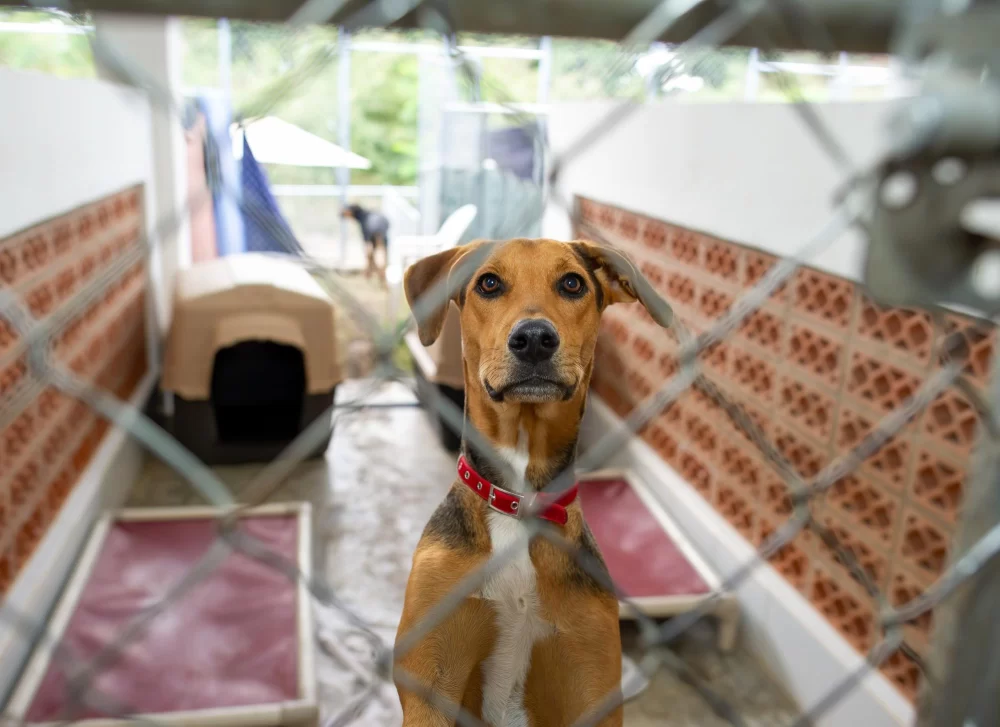 How to Socialize a Rescue Dog: Step-by-Step Guidance for Building Confidence