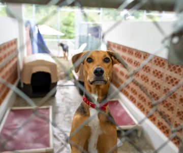 How to Socialize a Rescue Dog: Step-by-Step Guidance for Building Confidence