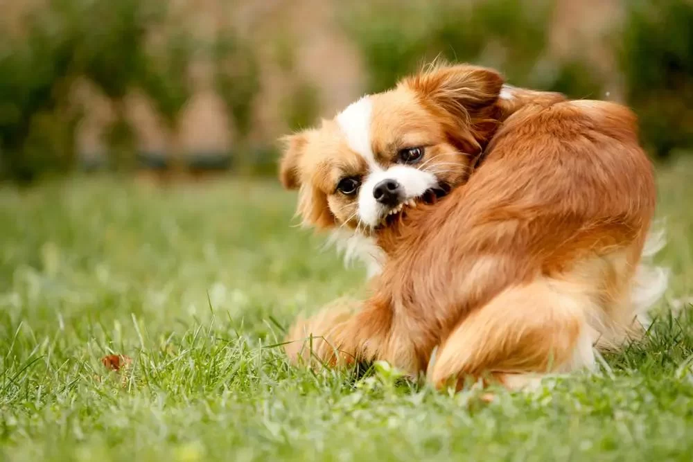 Natural Flea Control for Puppies: Safe Solutions and Real-Life Experiences