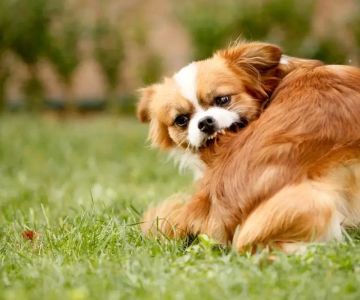 Natural Flea Control for Puppies: Safe Solutions and Real-Life Experiences