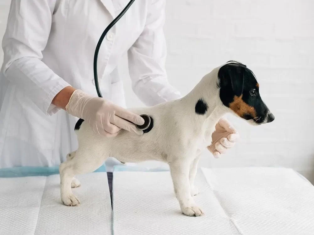 How Pet Insurance Helps with Vet Visits: A Comprehensive Guide to Pet Care