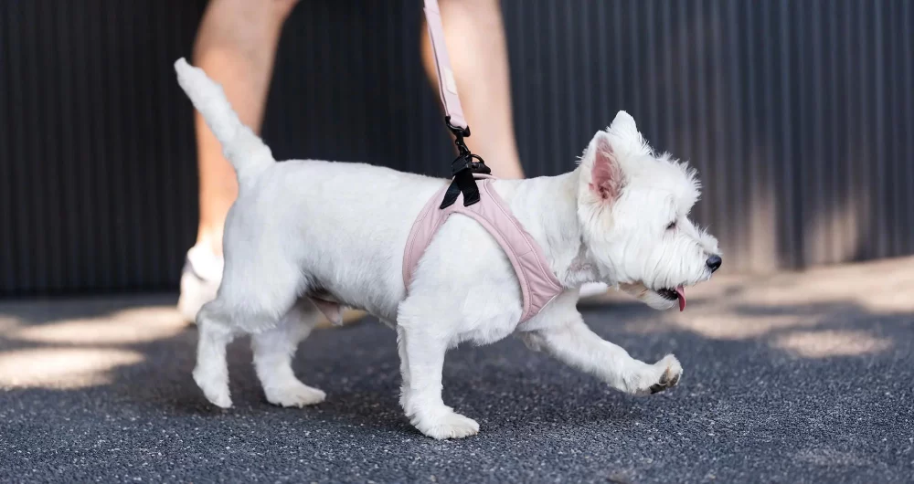Choosing the Best Dog Harnesses for Small Dogs: Comfort and Safety First