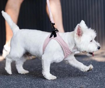 Choosing the Best Dog Harnesses for Small Dogs: Comfort and Safety First