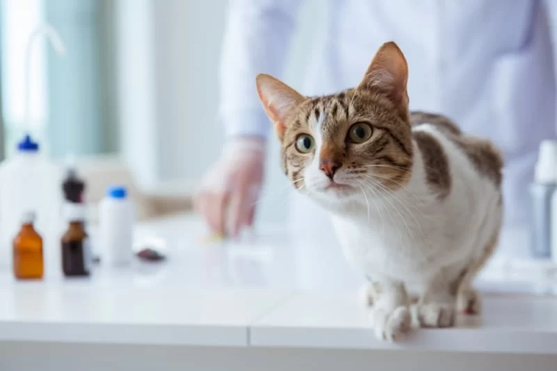 How to Understand Your Pet’s Health Test Results: A Comprehensive Guide