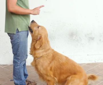 How to Train a Dog to Stay Calm During Vet Visits and Grooming: Practical Steps and Real Stories