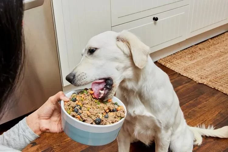 Homemade Dog Food for Sensitive Skin: Recipes, Tips & Vet-Approved Advice