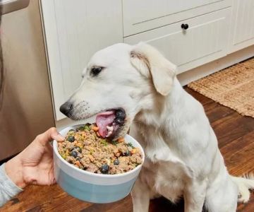 Homemade Dog Food for Sensitive Skin: Recipes, Tips & Vet-Approved Advice