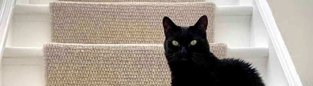 How to Stop Cats from Scratching Carpets: Effective Solutions and Real Cases