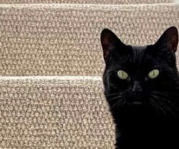 How to Stop Cats from Scratching Carpets: Effective Solutions and Real Cases
