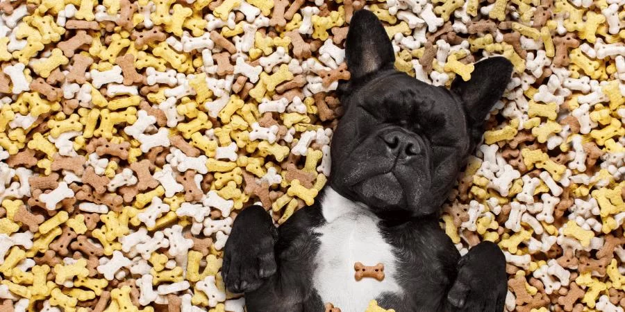 Homemade Treats for Puppies with Sensitive Stomach: Expert Tips and Real-Life Cases