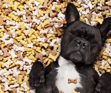 Homemade Treats for Puppies with Sensitive Stomach: Expert Tips and Real-Life Cases