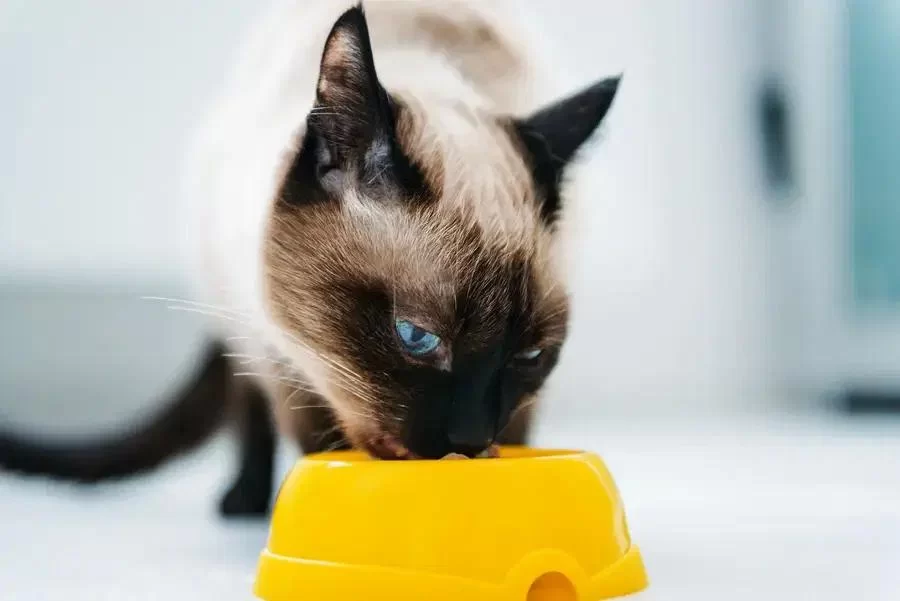 Can Cats Eat Eggplant? What You Need to Know About Feeding Eggplant to Cats