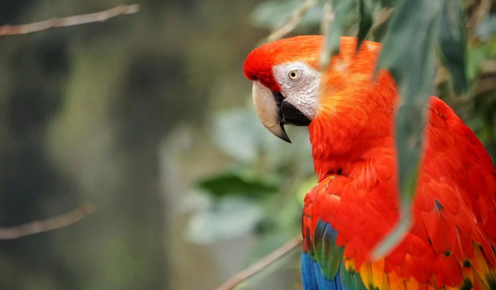Homemade Treats for Birds with Feather Plucking Issues: Expert Tips and Practical Recipes