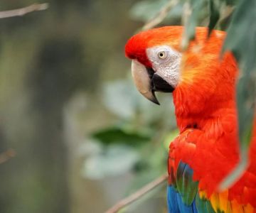 Homemade Treats for Birds with Feather Plucking Issues: Expert Tips and Practical Recipes