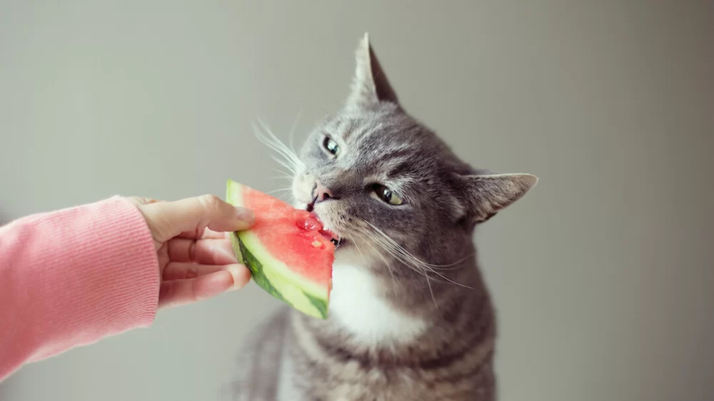 Can Cats Eat Honeydew Melon? A Guide to Feeding Cats Fruits Safely