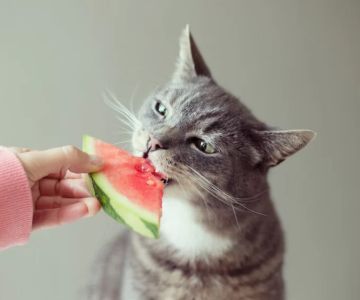 Can Cats Eat Honeydew Melon? A Guide to Feeding Cats Fruits Safely