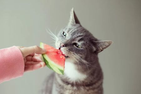 Can Cats Eat Honeydew Melon? A Guide to Feeding Cats Fruits Safely